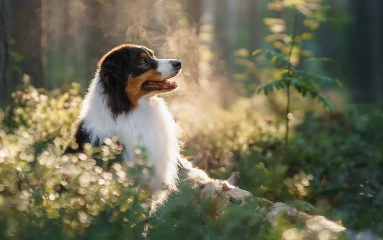 Våt- eller torrfoder – vad passar bäst för din hund eller katt?