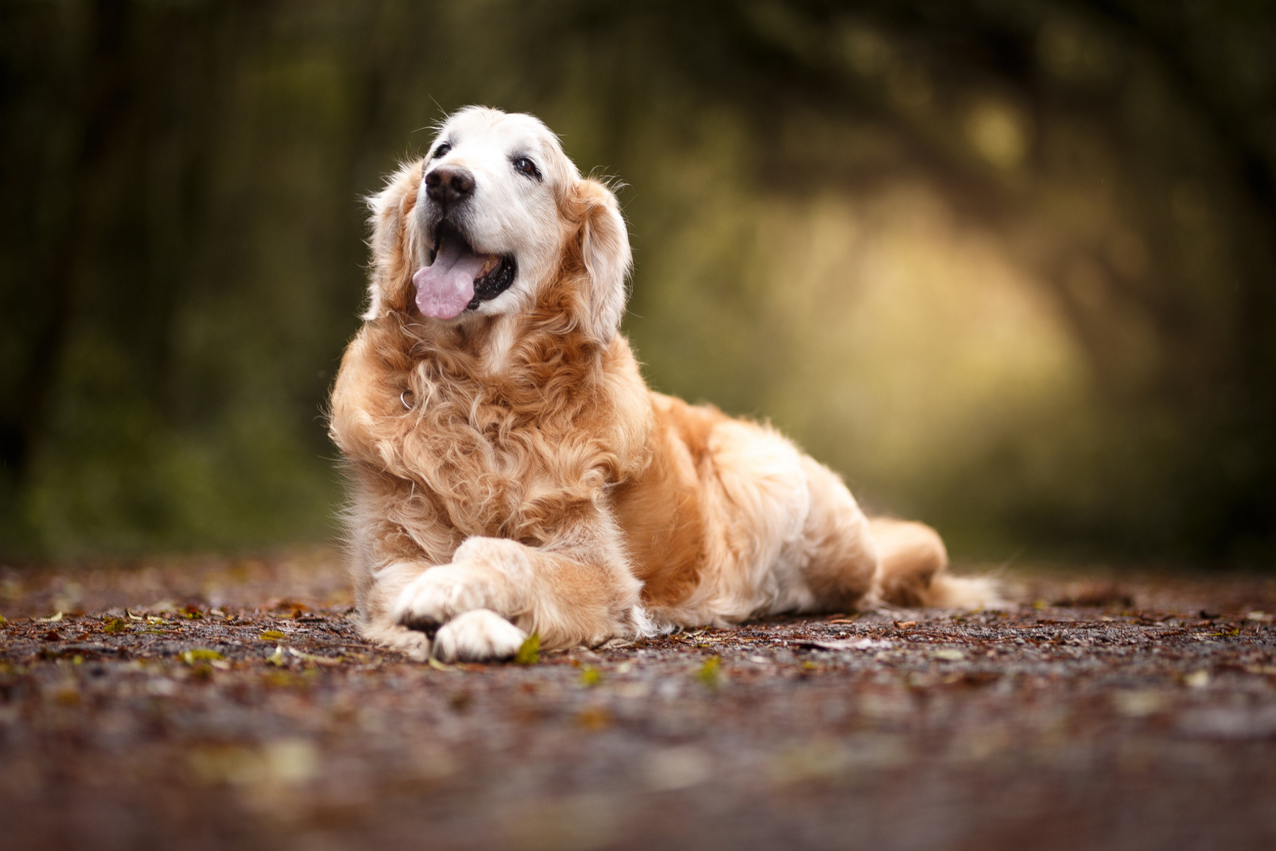 Min hund har en orolig mage - Kosttillskott som hjälper mot magproblem hos hundar