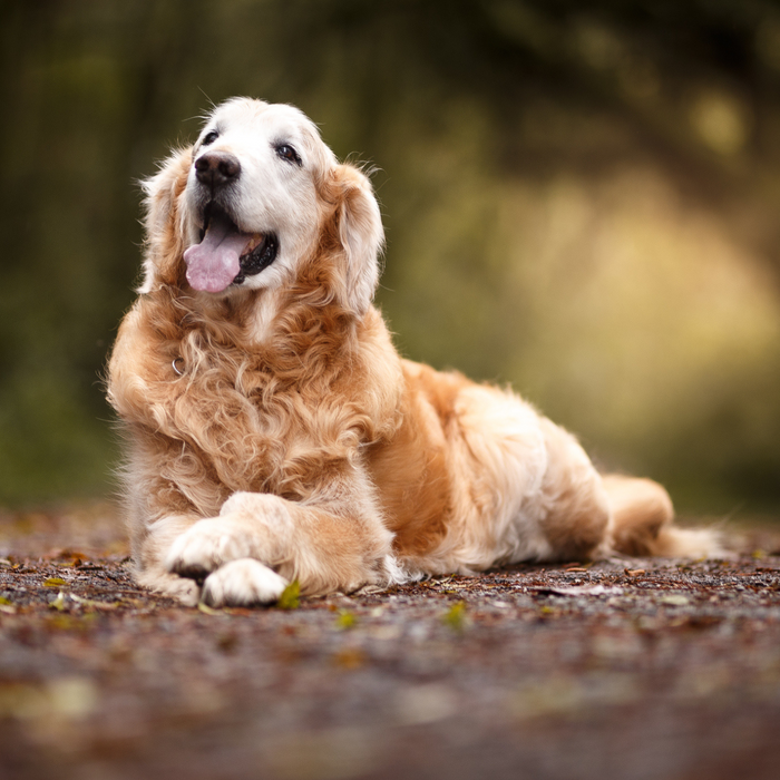 Min hund har en orolig mage - Kosttillskott som hjälper mot magproblem hos hundar