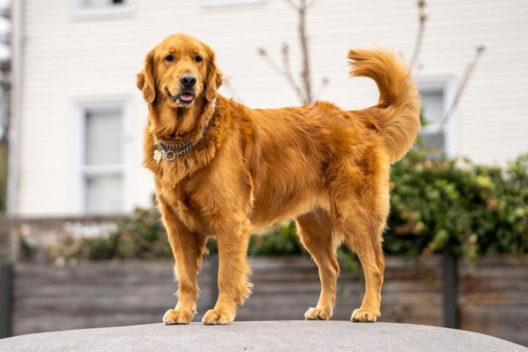 Hur hanterar man en ångestfylld hund?