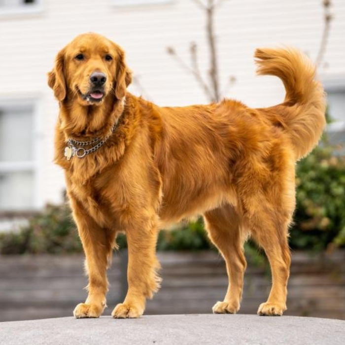Hur hanterar man en ångestfylld hund?