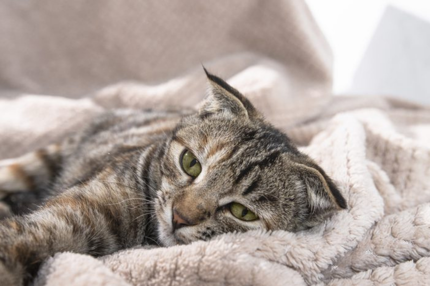 Min katt har ont i lederna – kosttillskott som hjälper