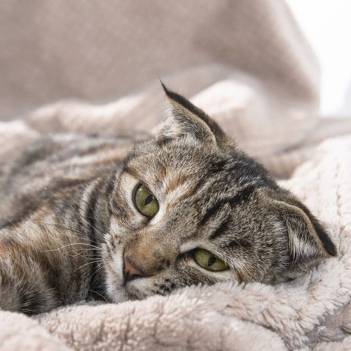 Min katt har ont i lederna – kosttillskott som hjälper