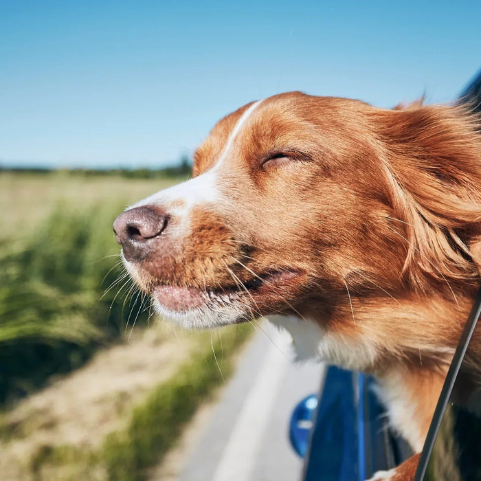Måste man ge hunden godis hela tiden?