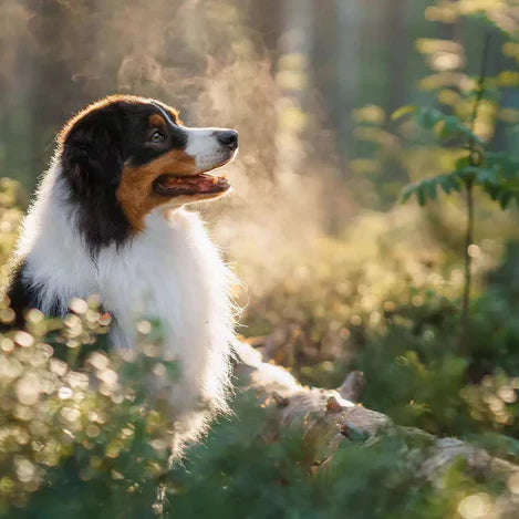 Våt- eller torrfoder – vad passar bäst för din hund eller katt?
