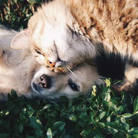 Fördelar Med Fiskolja - För Hund & Katt