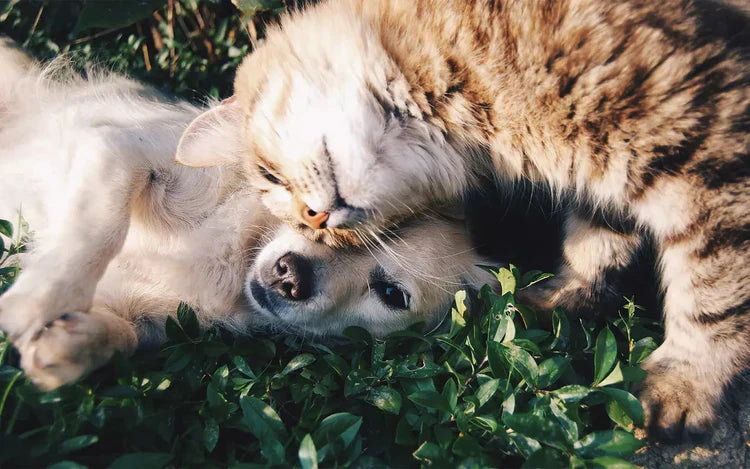 Fördelar Med Fiskolja - För Hund & Katt